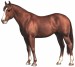 paso_fino_horse